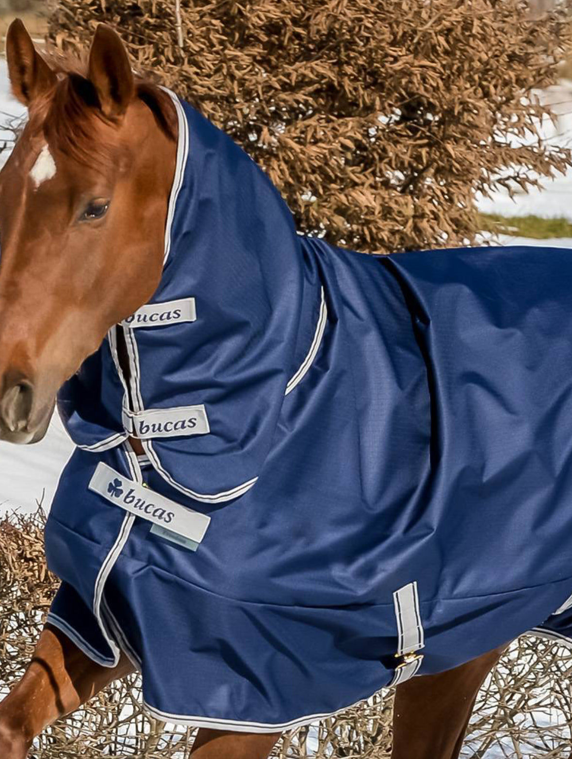 Bucas Freedom Turnout