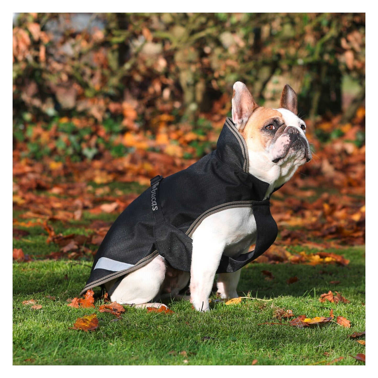 Bucas Regenmantel für Hunde Freedom Dog Rug 50g