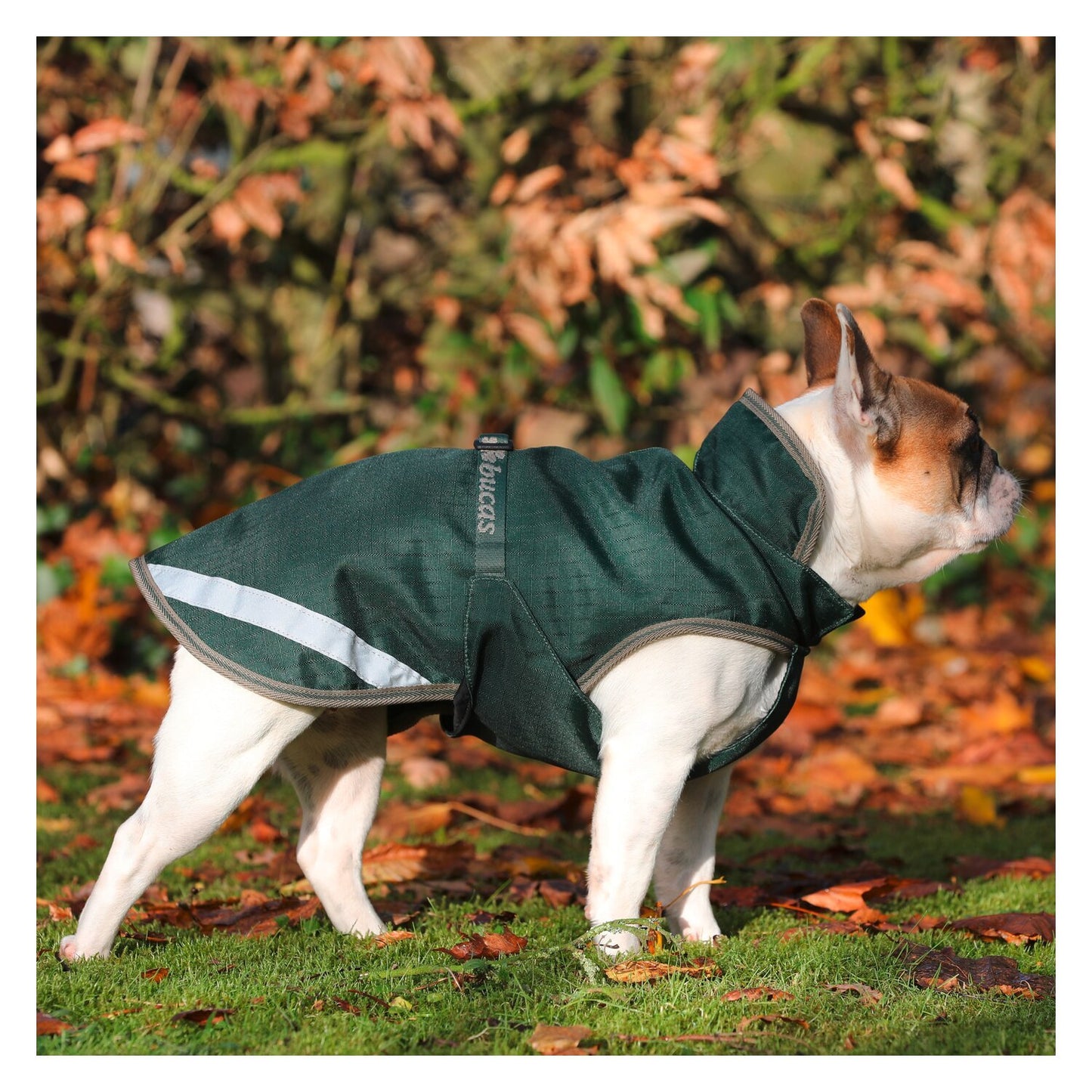 Bucas Regenmantel für Hunde Freedom Dog Rug 50g