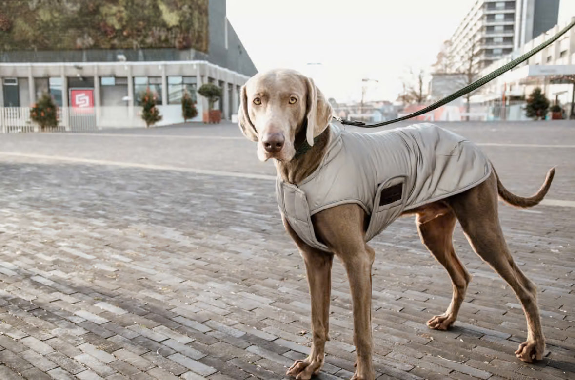 Kentucky Hundemantel Reflektierend & Wasserabweisend