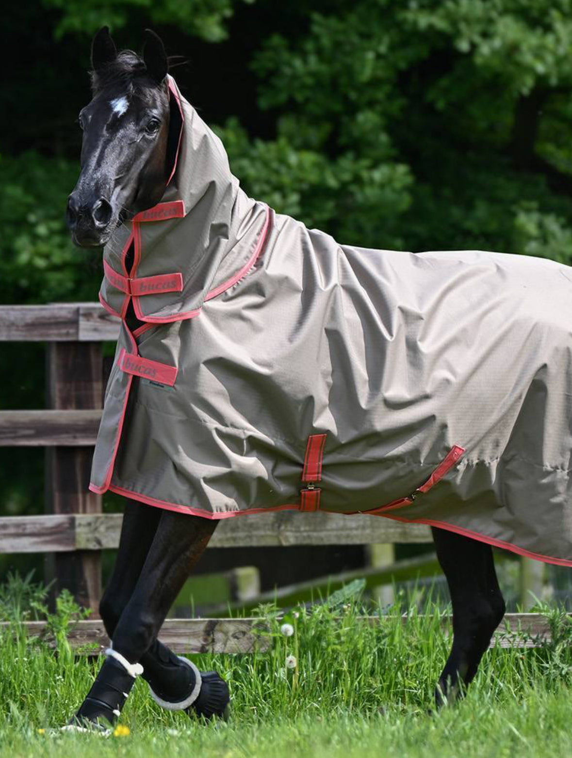 Bucas Freedom Turnout