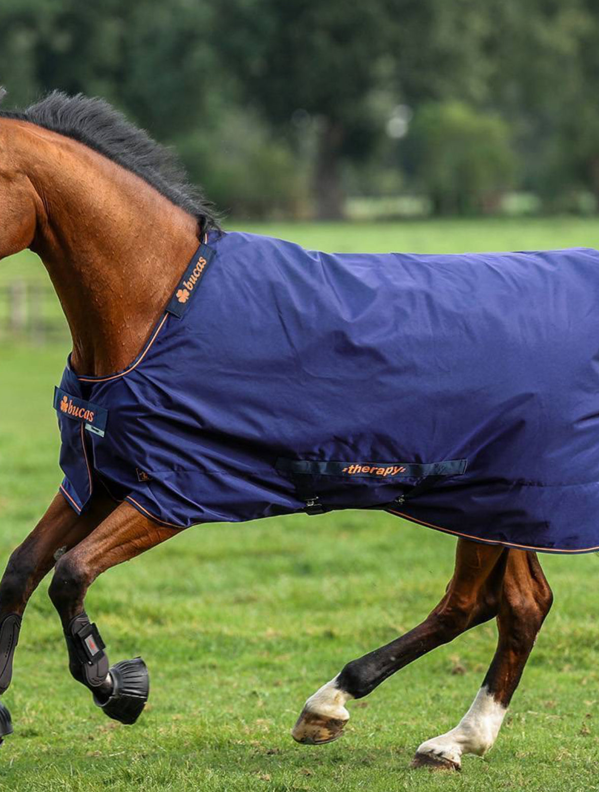 Bucas Therapy Turnout