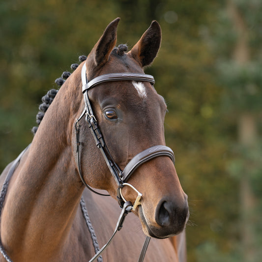 Kavalkade Huntertrense "Benita" eng.