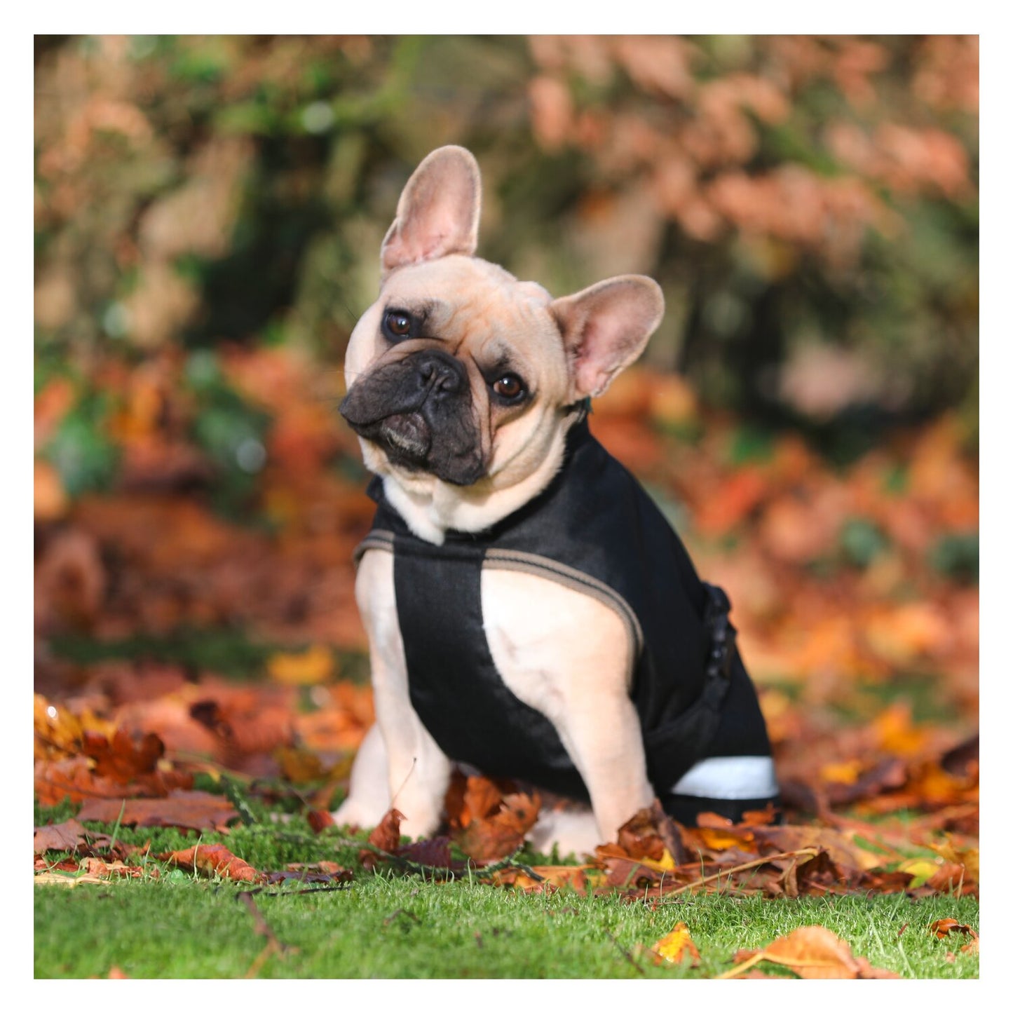 Bucas Regenmantel für Hunde Freedom Dog Rug 50g