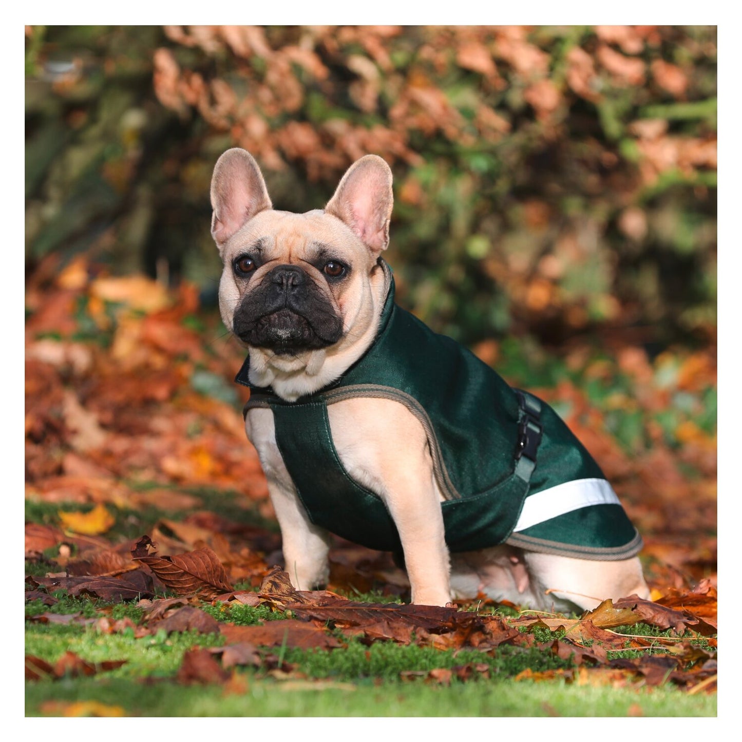 Bucas Regenmantel für Hunde Freedom Dog Rug 50g