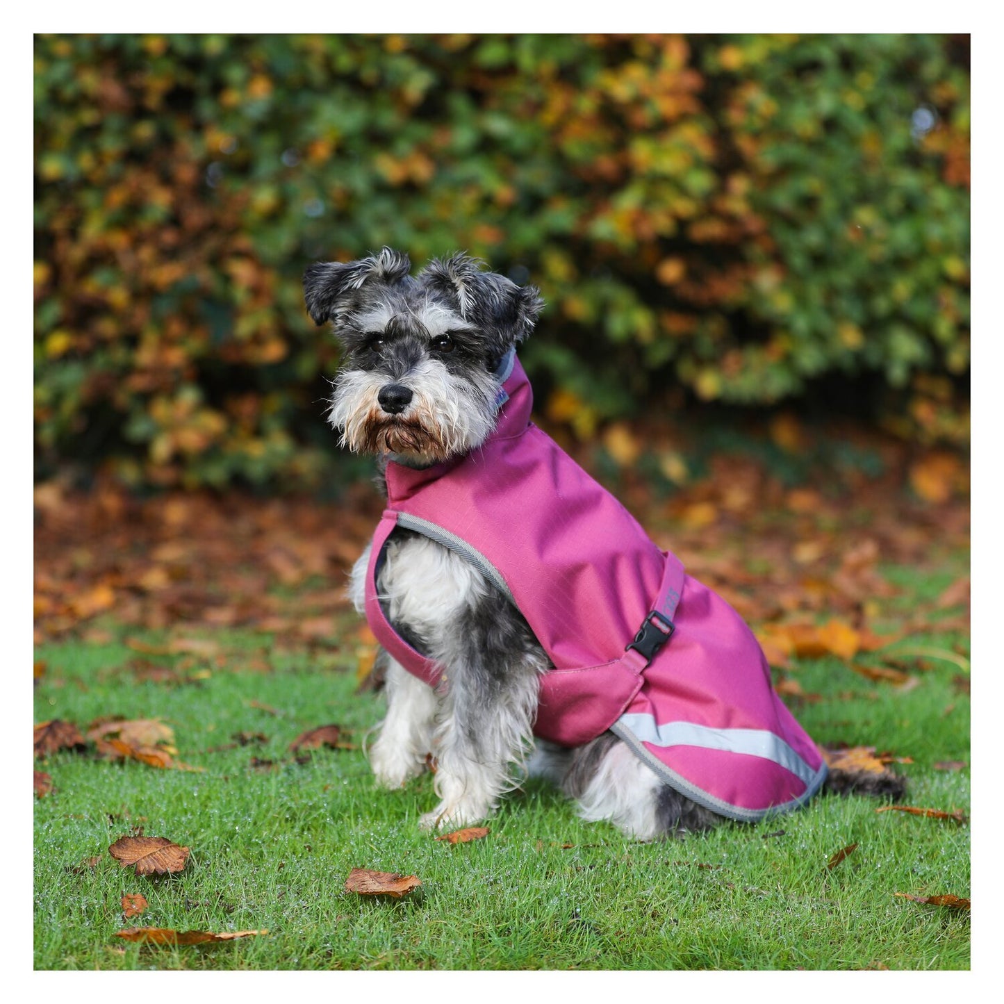 Bucas Regenmantel für Hunde Freedom Dog Rug 50g