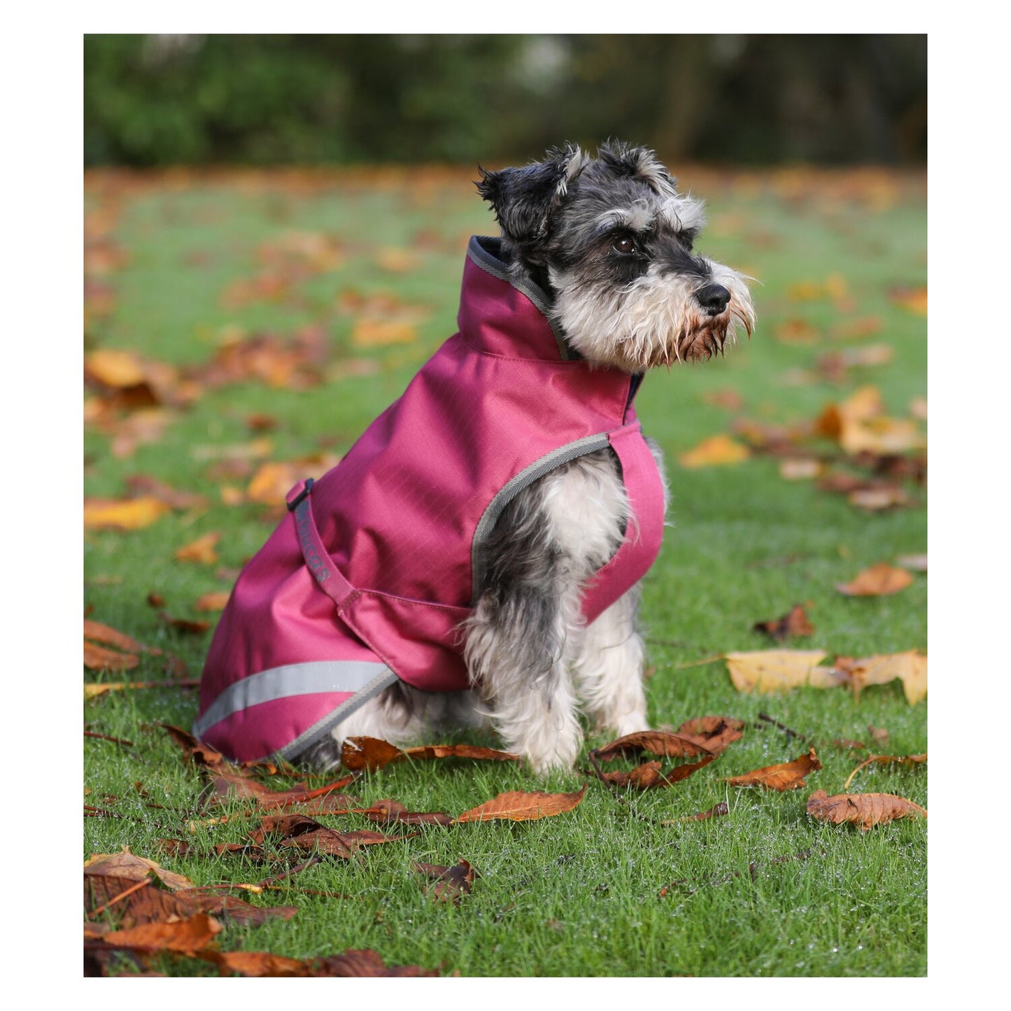 Bucas Regenmantel für Hunde Freedom Dog Rug 50g